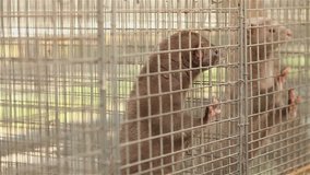 the breeding of mink on the farm, grey mink in a cage