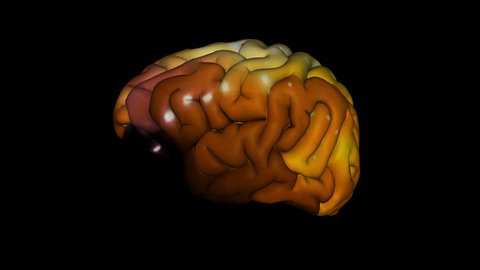 the human brain, alpha channel