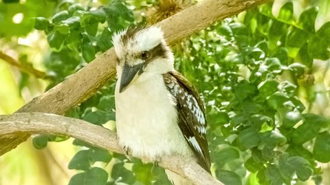 Kookaburra bird with large black bill and brown feathered wings