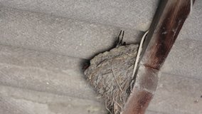 The swallow (Hirundo genus) seats in the nest and takes off from the nest. The nest under the roofing slate.  Lockdown.