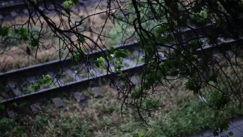 green tree branches under the falling rain ,railway behind