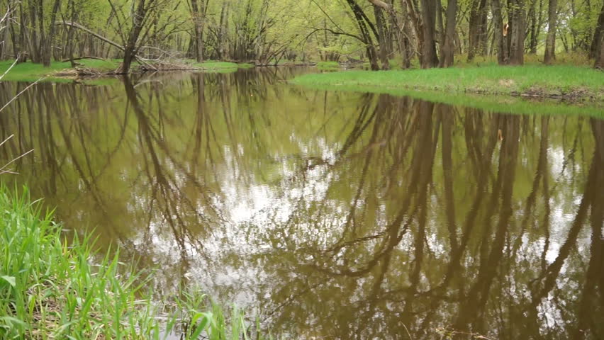 Stand of Trees Secluded Tributary Lower Wisconsin State River-way Scenic River