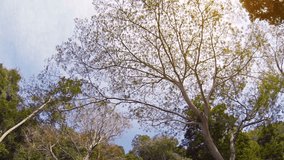 Big. mature tree. standing against a clear blue sky. with tufts of spring leaf sprouts on its broad branches. 1080p footage