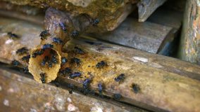 Swarm of black bees working on the construction of a new hive under a native house in Borneo. Malaysia. Video FullHD