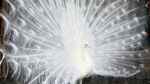 White peacock spreading its tail and then turns around and folds the tail.
