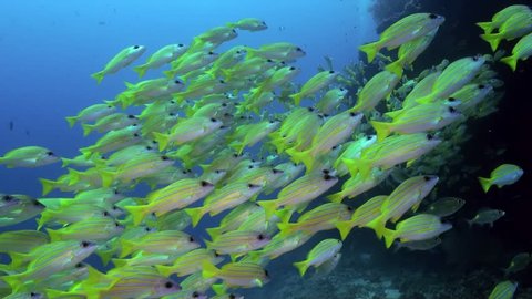 A flock school of tropical fish on the reef in search of food. Amazing, beautiful underwater marine life world of sea creatures in Maldives. Scuba diving and tourism.