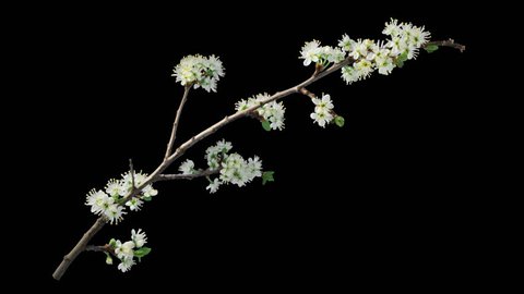 Time-lapse of blooming plum tree branch with opening leaves buds and flowers with alpha transparency channel , isolated with black and white luminance matte, perfect for film, digital composition