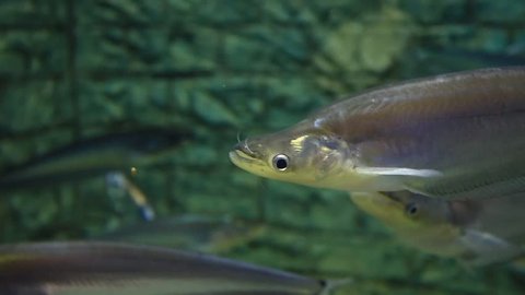 Sheatfish in a large glass, Thailand (Siluridae, Siluriformes).
