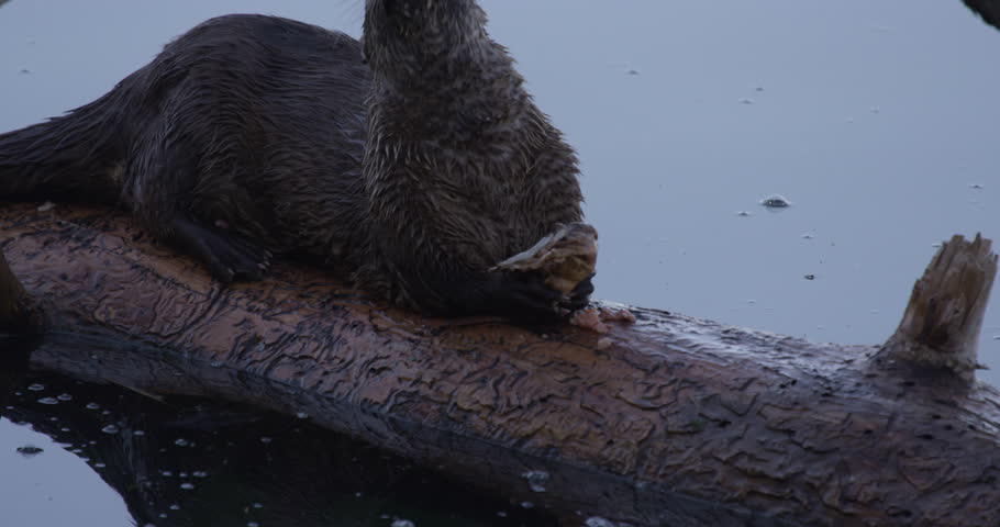 Close on river otter chewing up dead trout on log - A011 C050 06278T 001