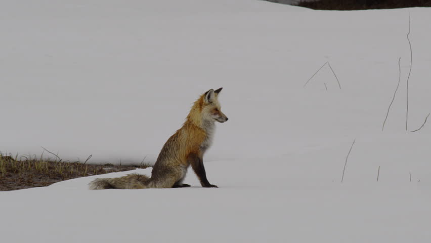Slow motion red fox trotting across a snowy meadow with truck passing - A008_C043_0426NO_001 A