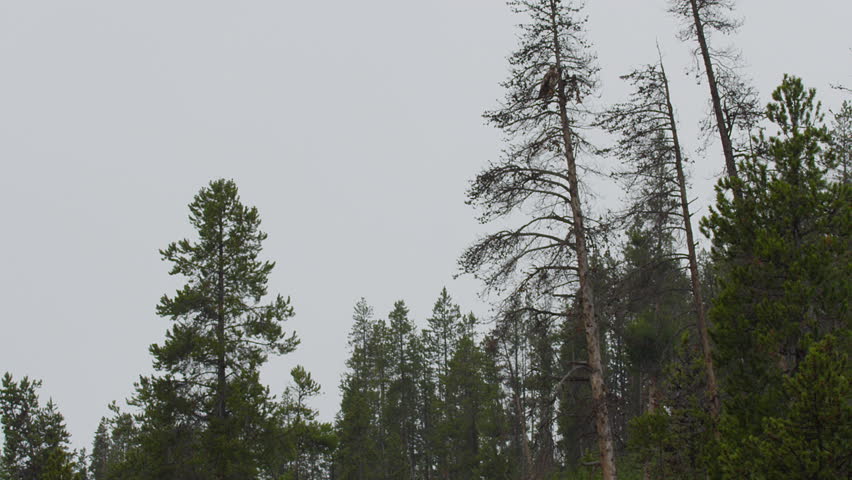 Tilt down from young eagle in tree to river on rainy day in Yellowstone - A008 C036 0426YV 001