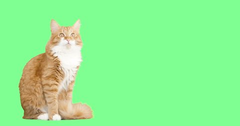 cat meowing on a green screen