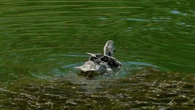 Ducks swim and enjoy in a beautiful natural lake, Ducks Swim on a Beautiful Natural Lake, Slow Motion Video Clip

