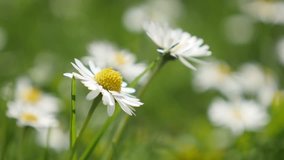 Field of common daisy flowers  spring background shallow DOF 4K 2160p 30fps UHD  video - Slow motion white Bellis perennis Asteraceae family beautiful bud  in the field 4K 3840X2160 UltraHD footage