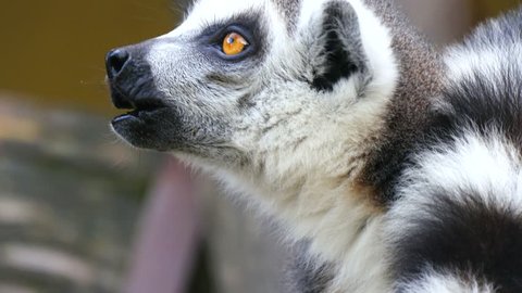Lemur catta, Ring-tailed lemur (4K)
