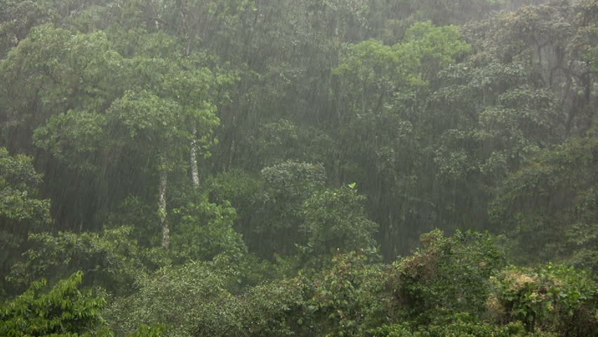 rain falling cloudforest on western slopes Stock Footage Video (100% ...