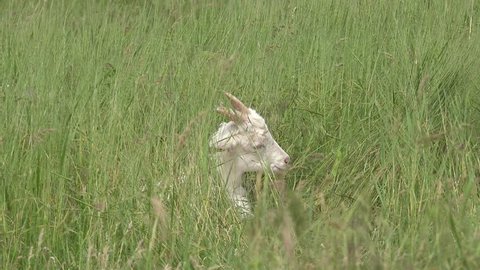 White Young goat grazing on green meadow at edge of hillside