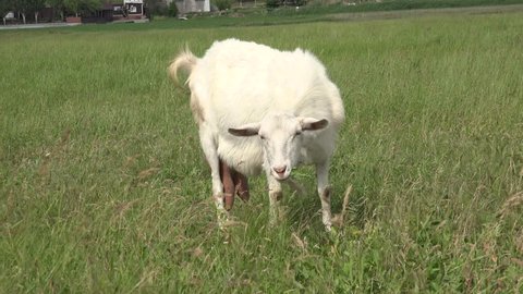White Young goat grazing on green meadow at edge of hillside, agricultural, farm, rural