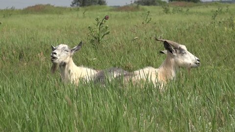 Two Young goat grazing on green meadow at edge of hillside
