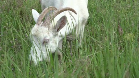 White Young goat grazing on green meadow at edge of hillside