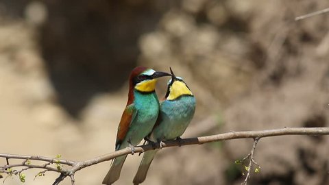  couple european bee-eater, merops apiaster, on a branch with spring 
