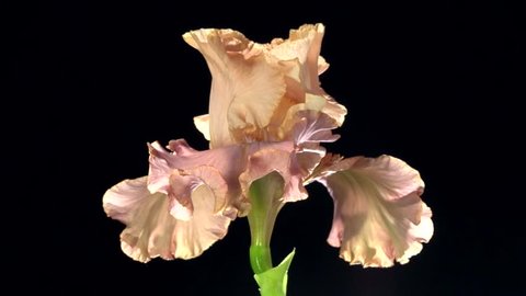 
Pink iris  blossoming time lapse on a black background. Time lapse. High speed camera shot. Full HD 1080p. Timelapse