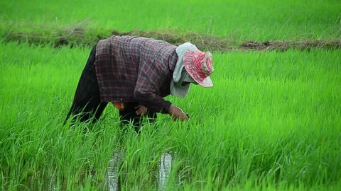 A farmer woman working on a rice field in Thailand