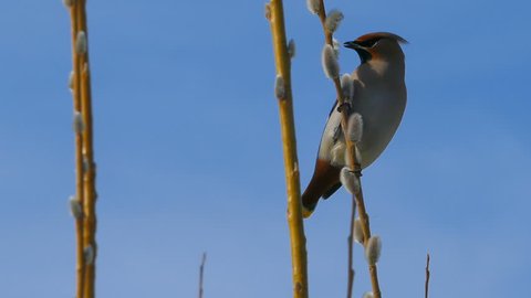 Waxwing sitting on pussy willow branch and eating buds