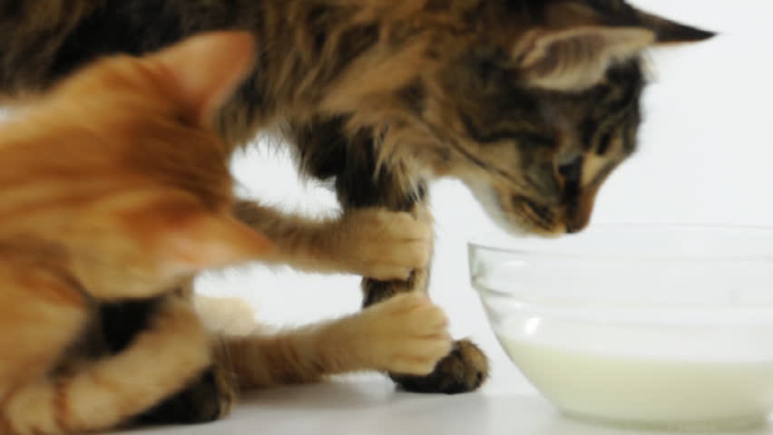 two two milk cats