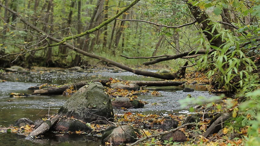 Autumn leaves showered into a river. The river flows along the shores, forested. Fall, October.  Large rocks in the foreground