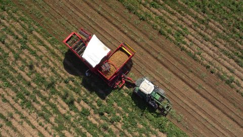 Aerial - Production of potatoes in the field