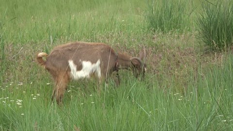 Young Goat beige, grazing on green meadow at edge of hillside