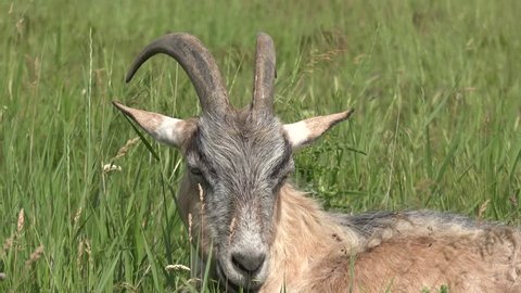 head of goat with horns, goat lies in green grass on field
