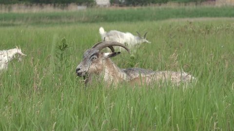 head of goat with horns, goat lies in green grass on field