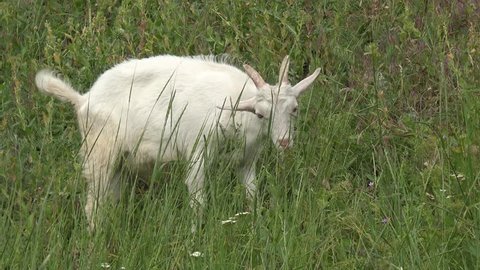 Young White goats grazing on green meadow at edge of farms