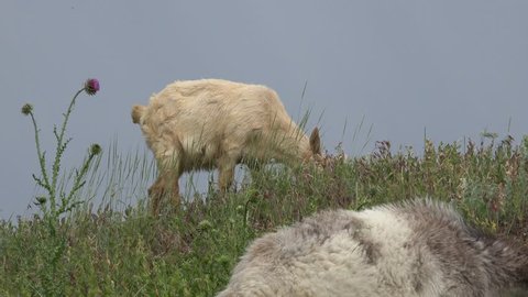 Young Goat beige, grazing on green meadow at edge of hillside