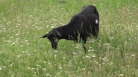 Young black Goat, grazing on green meadow at edge of hillside