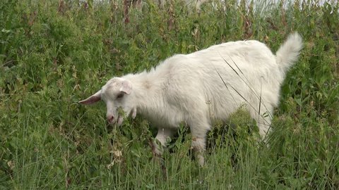 Young white Goat grazing on green meadow at edge of hillside