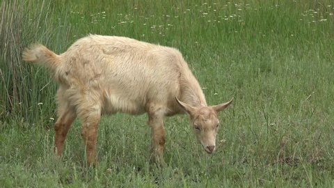 Young Goat beige grazing on green meadow at edge of hillside, farmhouse