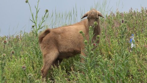 Young Goat beige  grazing on green meadow at edge of hillside