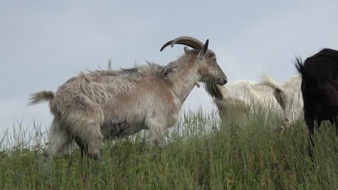 Young black Goat grazing on green meadow at edge of hillside