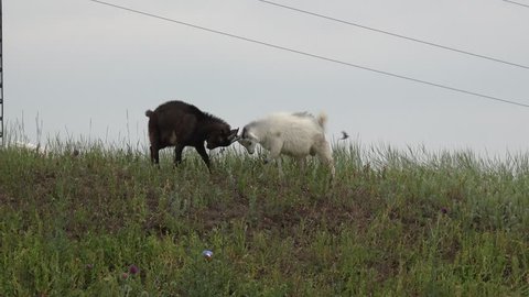 Two White and black goats grazing on green meadow at edge of farms, agricultural, farm, rural, agriculturalist