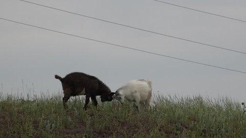 Two White and black goats grazing on green meadow at edge of farms