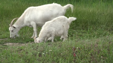 Two Young white Goat grazing on green meadow at edge of hillside