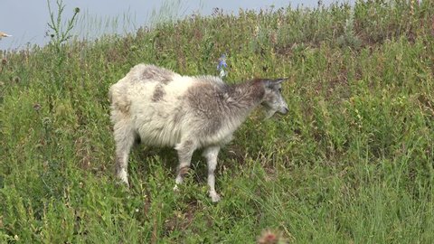 Young Goat grazing on green meadow at edge of hillside