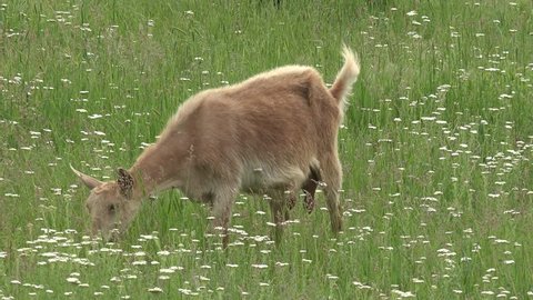 Young Goat beige, grazing on green meadow at edge of hillside, United States