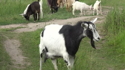 White and black Young Goat grazing on green meadow at edge of hillside