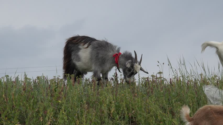 Young Goat grazing on green meadow at edge of hillside