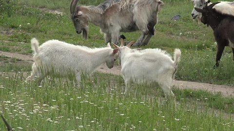 Two Young Goat grazing on green meadow at edge of hillside, agricultural, farm, rural