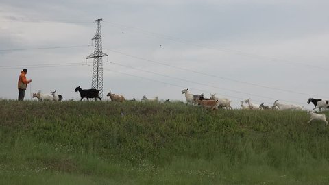 Shepherd tending flock of young goats on green hill, close to farm